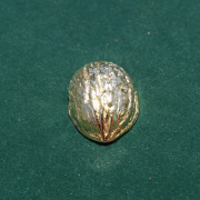 Golden Shell 2