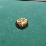 Black Fox Turtle Shell